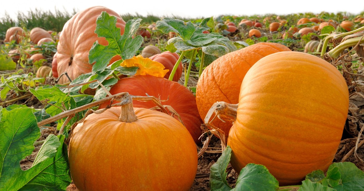 15 Ways to Get Your Pumpkin Fix This Fall