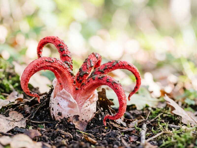 This real mushroom looks exactly like a cartoon character and the internet is losing it