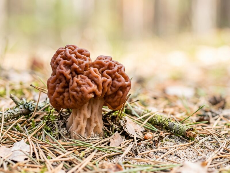 This mushroom looks exactly like a brain and I have questions