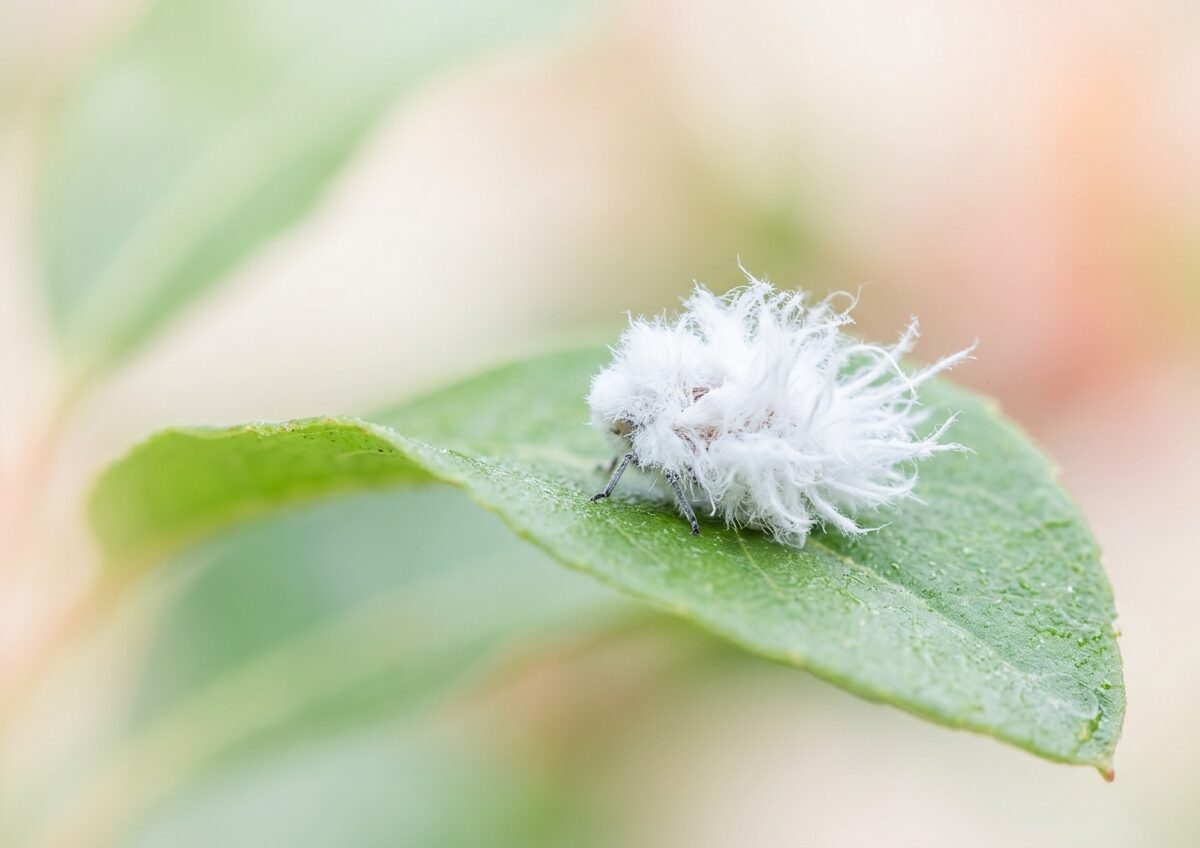 This fuzzy white insect looks exactly like a tiny flying cotton ball and I have questions