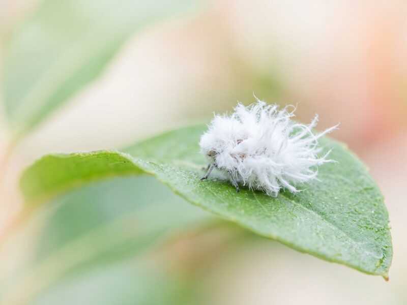 This fuzzy white insect looks exactly like a tiny flying cotton ball and I have questions