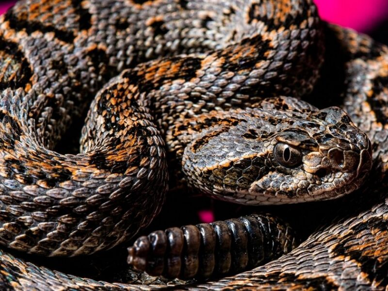 A breast cancer treatment is made from snake venom — and I can’t stop thinking about it