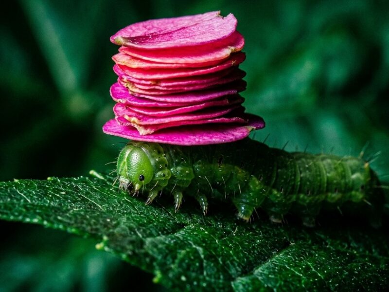 There is a caterpillar that builds itself a flower petal hat and I cannot stop thinking about it