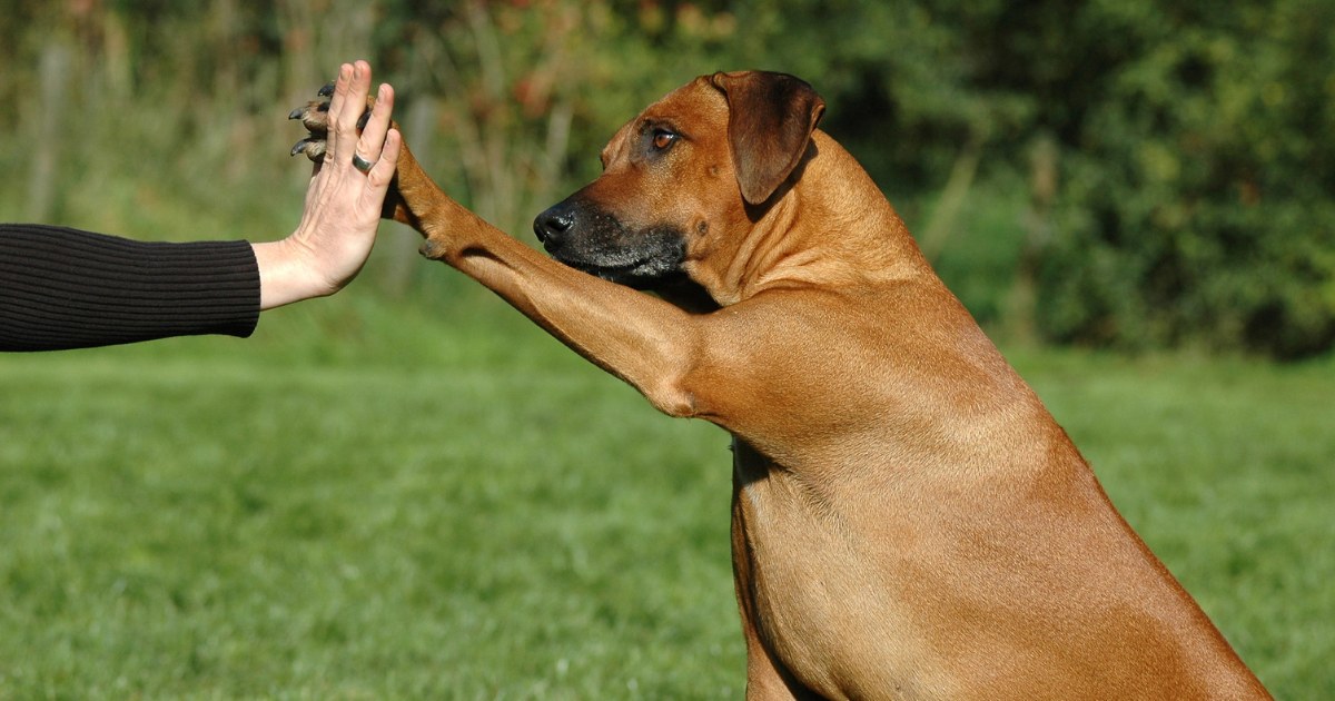 How to Choose the Right Pet for Your Lifestyle and Hobbies