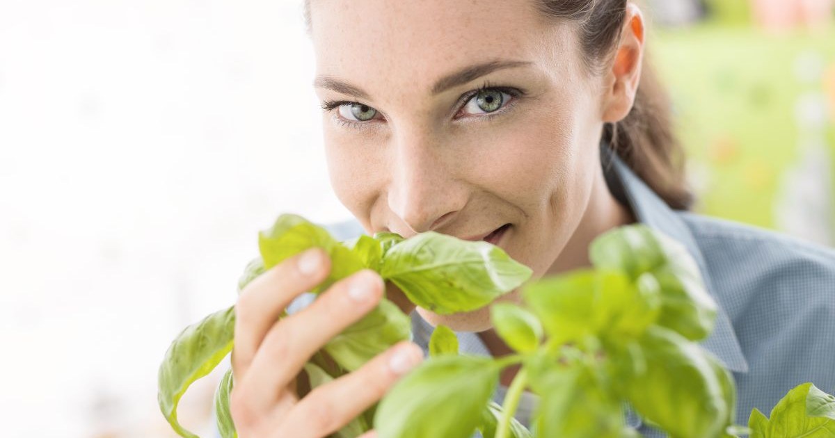 How to Grow an Indoor Herbal Tea Garden for Fresh, Flavorful Infusions
