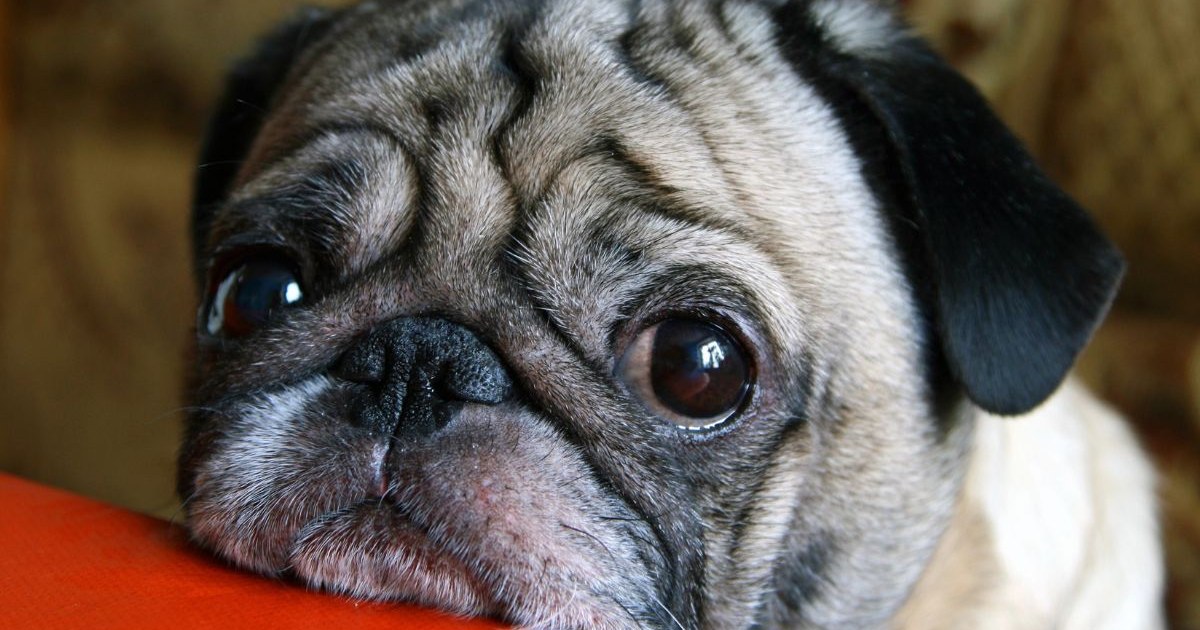 How to Help Your Pet Cope with Separation Anxiety