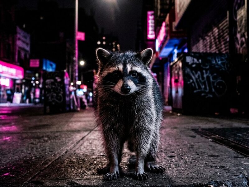 Jimothy the raccoon went viral and I have more questions about us than him