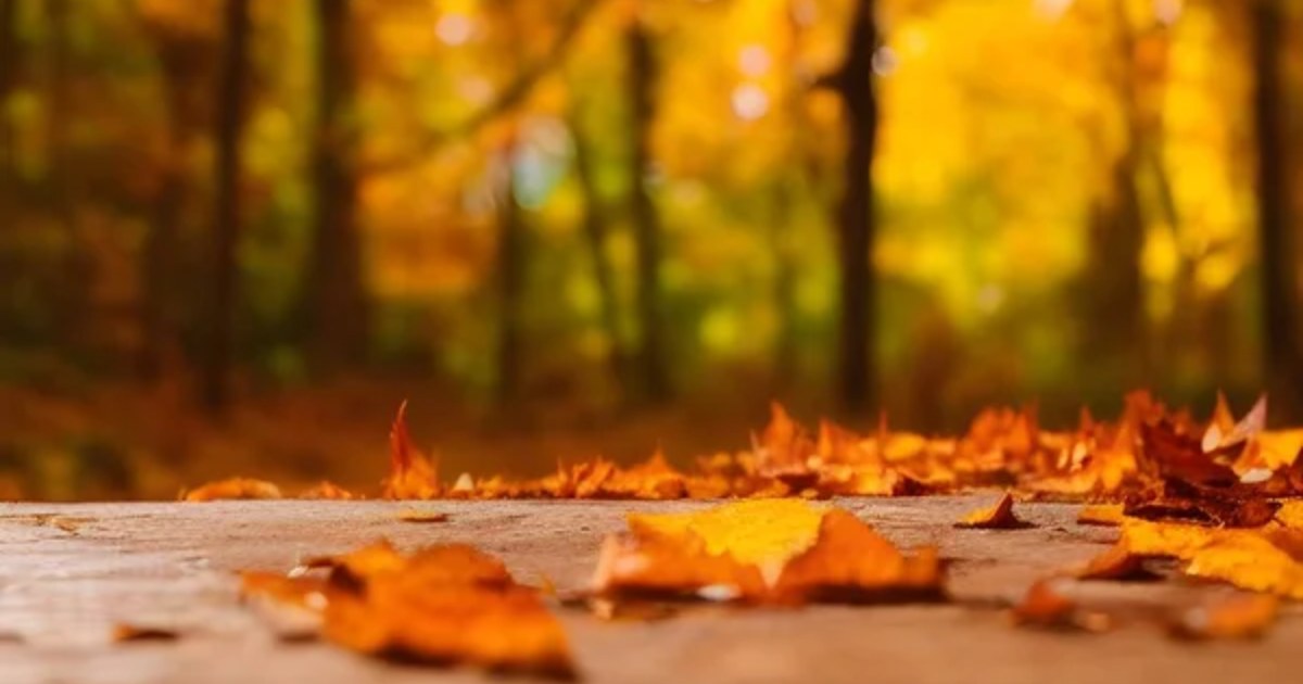 Seasonal Bucket List: 15 Must-Do Activities for Fall
