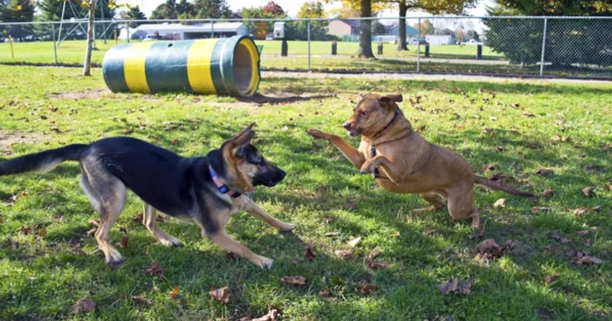 The Benefits of Pet Playdates for Socialization
