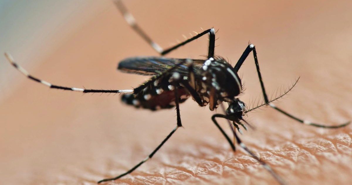 Top 15 Mosquito Repellents and Traps to Grow In Your Home Garden