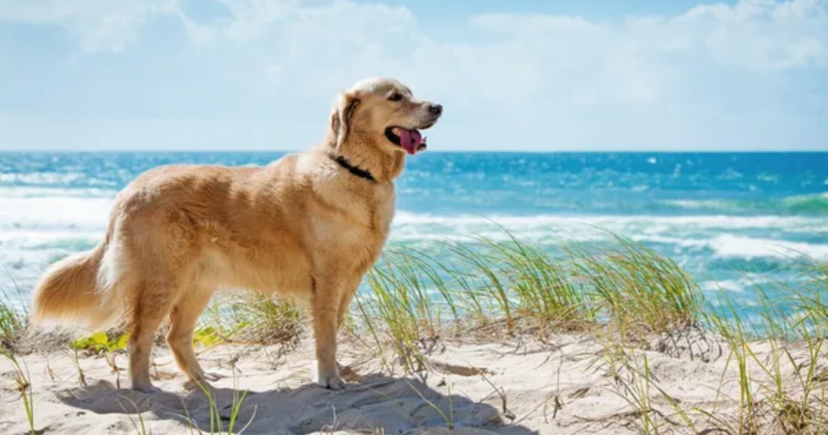 Top 15 States and Towns to Explore with Your Furry Friend