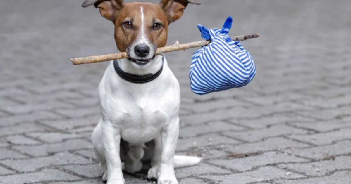 Traveling with Pets: 15 Tips for Stress-Free Trips