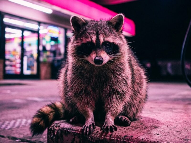 Jimothy the raccoon is cute but please don’t touch him