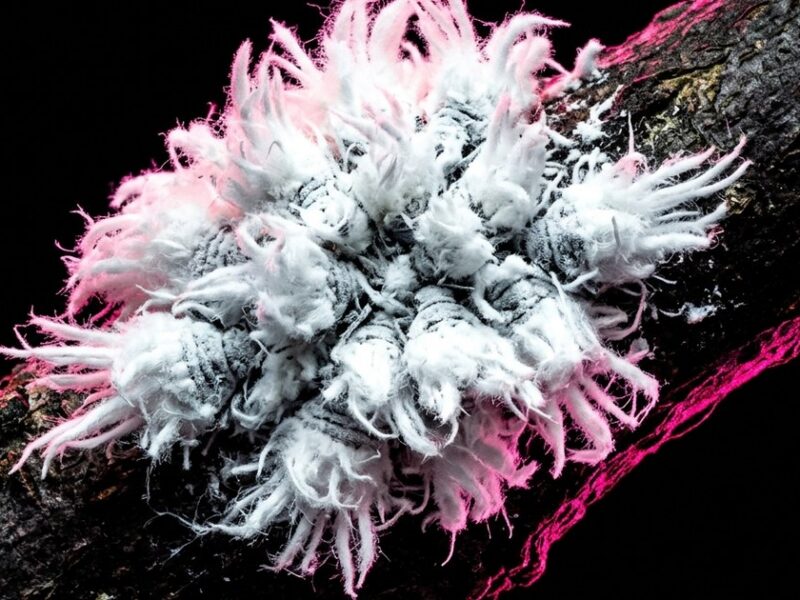 This bug looks exactly like a tiny piece of floating fluff and I cannot handle it