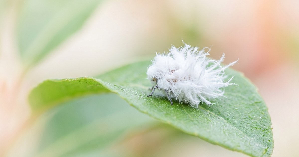 This fuzzy white insect looks exactly like a tiny flying cotton ball and I have questions